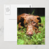 Forloro Chocolate Labrador Pit Puppy Postkarte (Vorne/Hinten)