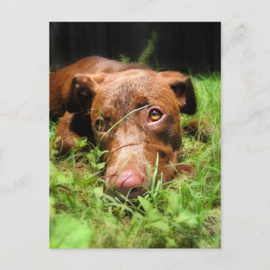 Forloro Chocolate Labrador Pit Puppy Postkarte (Vorderseite)