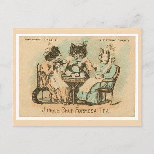 Formosa Tea Cats Postkarte (Vorderseite)