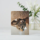 Förster die Katze Postkarte (Stehend Vorderseite)