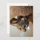 Förster die Katze Postkarte (Vorne/Hinten)