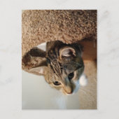 Förster die Katze Postkarte (Vorderseite)