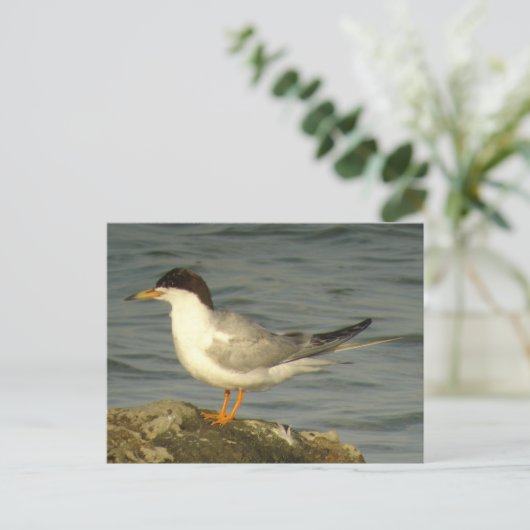 Forster's Tern Postkarte (Stehend Vorderseite)