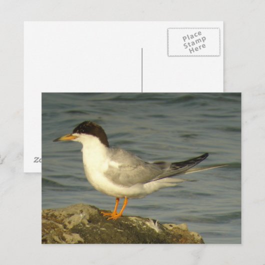 Forster's Tern Postkarte (Vorne/Hinten)