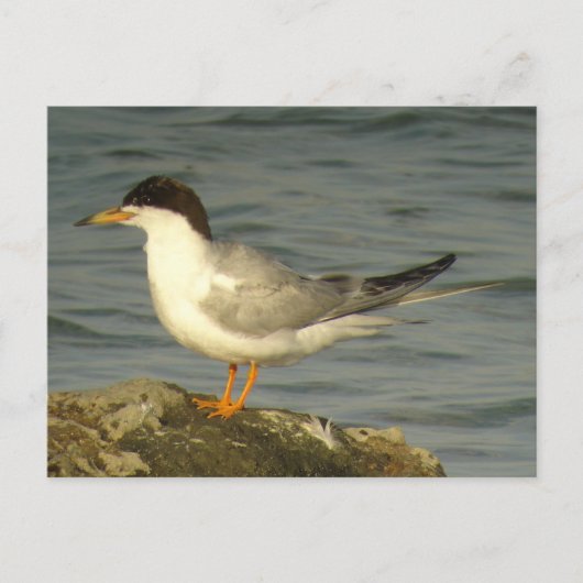 Forster's Tern Postkarte (Vorderseite)
