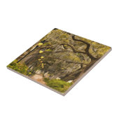 Forsyth Park - Foto, Savanne, Georgia (GA) USA Fliese (Seite)