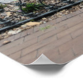 Forsyth Park Fountain Poster (Ecke)