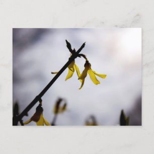 Forsythia Feiertagspostkarte