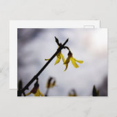 Forsythia Feiertagspostkarte (Vorne/Hinten)