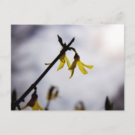 Forsythia Feiertagspostkarte (Vorderseite)