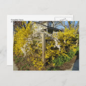Forsythia Fence Postkarte (Vorne/Hinten)