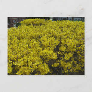 Forsythia Field Postkarte