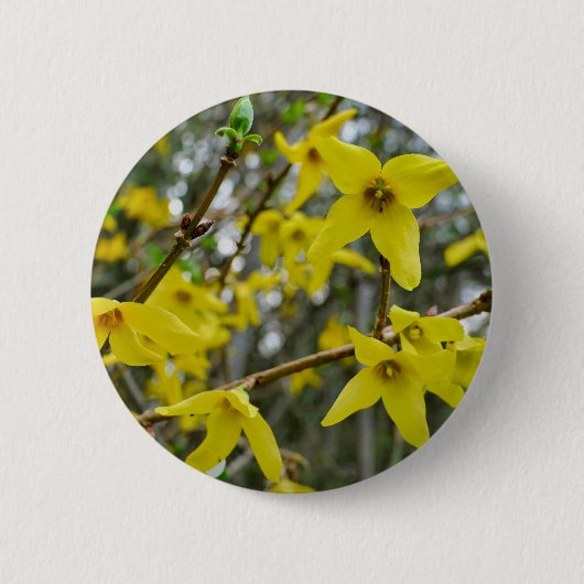 Forsythia im Springtime-Abzeichen Button (Vorderseite)