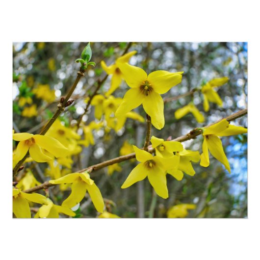 Forsythia in Springtime Fotodruck (Vorne)