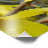 Forsythia in Springtime Fotodruck (Ecke)