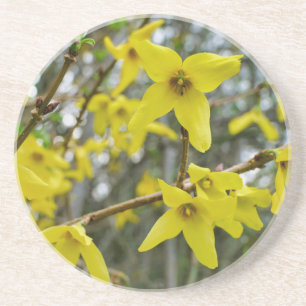 Forsythia in Springtime Getränkeuntersetzer