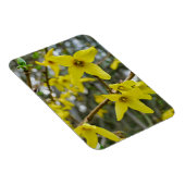 Forsythia in Springtime Magnet (Rechte Seite)