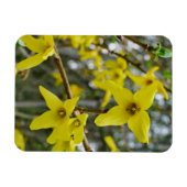Forsythia in Springtime Magnet (Horizontal)