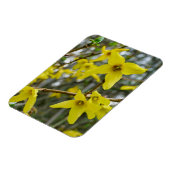 Forsythia in Springtime Magnet (Linke Seite)