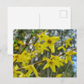 Forsythia in Springtime Postkarte (Vorne/Hinten)