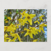 Forsythia in Springtime Postkarte (Vorderseite)