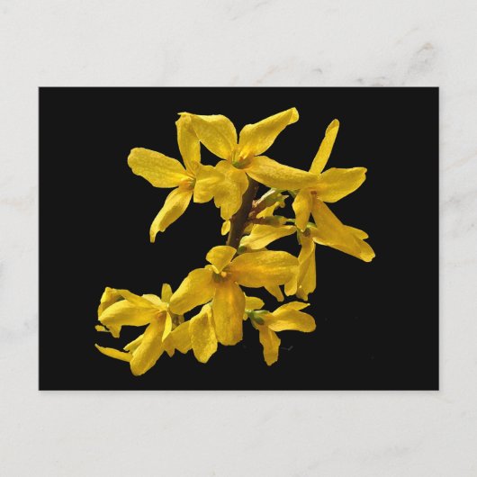 Forsythia Postcard Postkarte (Vorderseite)