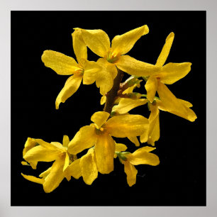 Forsythia Print Poster