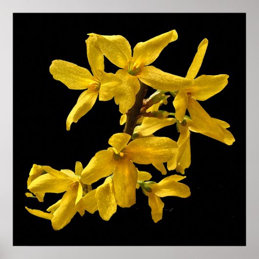 Forsythia Print Poster (Vorne)