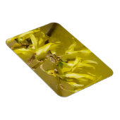Forsythia - Springtime Sunshine Magnet (Rechte Seite)