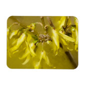 Forsythia - Springtime Sunshine Magnet (Horizontal)