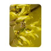 Forsythia - Springtime Sunshine Magnet (Vertikal)