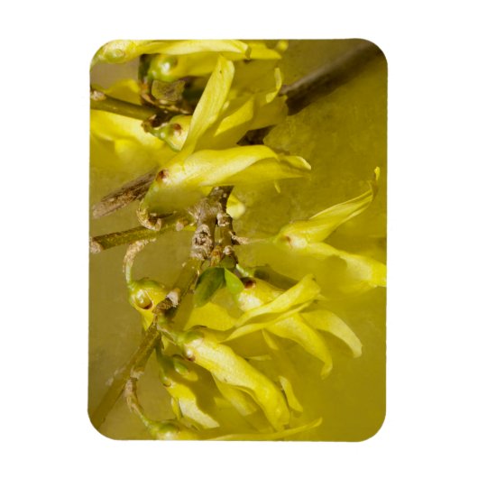 Forsythia - Springtime Sunshine Magnet (Vertikal)