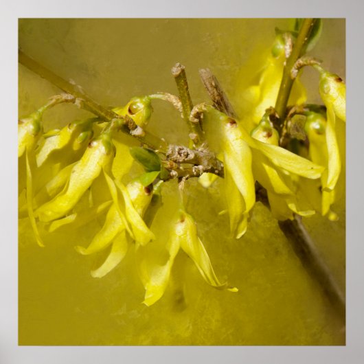 Forsythia - Springtime Sunshine Poster (Vorne)