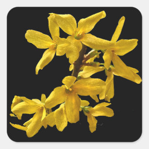 Forsythia Stickers