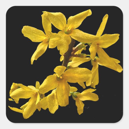 Forsythia Stickers (Vorderseite)