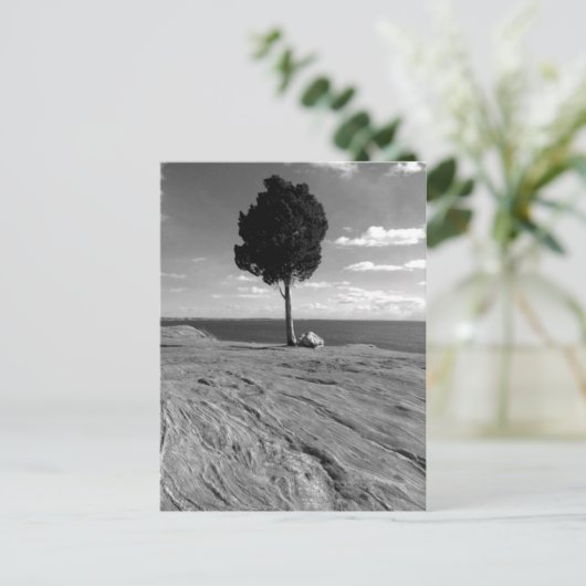 Fort-Phoenix-Baum Postkarte (Stehend Vorderseite)