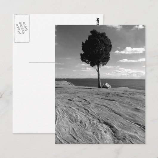 Fort-Phoenix-Baum Postkarte (Vorne/Hinten)