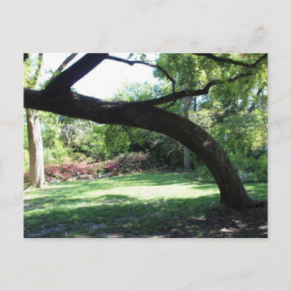Fort Worth Garden Tree Postkarte