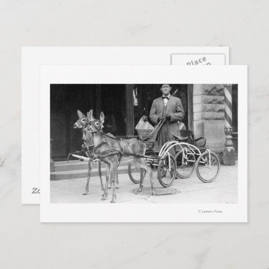 Fortgeschrittenes Hirsch, das zu einem ungeraden S Postkarte (Vorne/Hinten)