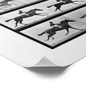 Fortpflanzung von Tieren - 16 Rahmen von Racehorse Poster (Ecke)