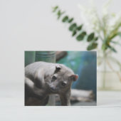 Fossa Postcard Postkarte (Stehend Vorderseite)