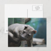 Fossa Postcard Postkarte (Vorne/Hinten)