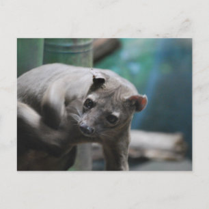 Fossa Postcard Postkarte