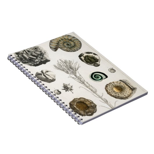 Fossil, Dinosaurier, Fossilien, Paläontologie, Geo Notizblock (Rechte Seite)