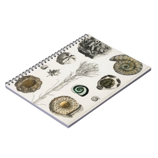 Fossil, Dinosaurier, Fossilien, Paläontologie, Geo Notizblock (Linke Seite)