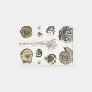 Fossil, Dinosaurier, Fossilien, Paläontologie, Geo Post-it Klebezettel
