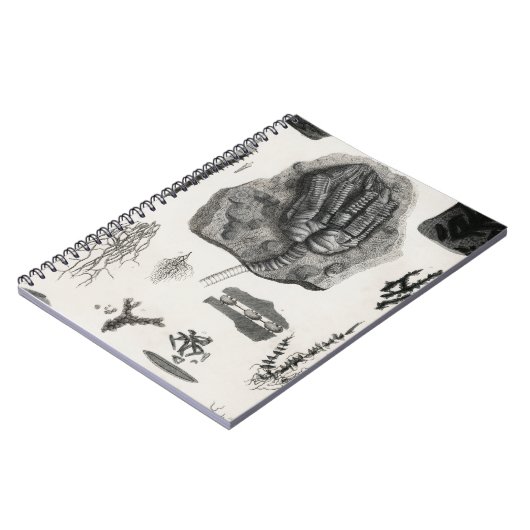 Fossil, Dinosaurier, Paläontologie, Fossilien, Sch Notizblock (Linke Seite)