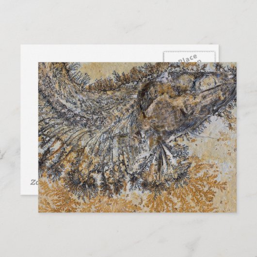 Fossil Fish Postkarte (Vorne/Hinten)