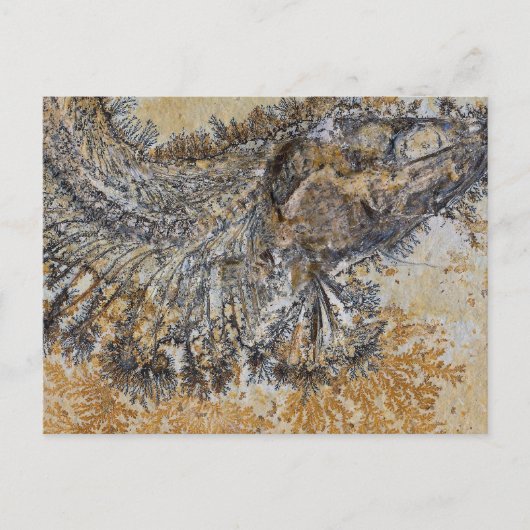 Fossil Fish Postkarte (Vorderseite)