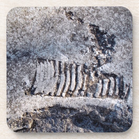 Fossil Nautiloid Cephalopod Ancient Sea Mollusk Getränkeuntersetzer (Vorderseite)